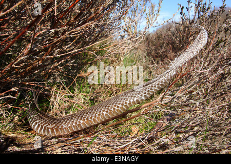 Spargere la pelle di una politica europea comune in materia di sommatore (Vipera berus) sulla brughiera nel Parco Nazionale di Peak District, Derbyshire, England, Regno Unito Foto Stock