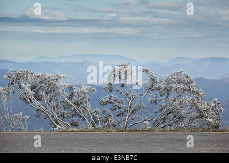 Vista di alberi coperti di neve, montagne sullo sfondo, Mt Hotham, Victoria, Australia Foto Stock
