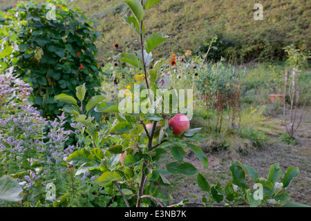 Apple 'Cibele' con i baccelli e fiori in autunno, Wales, Regno Unito. Foto Stock