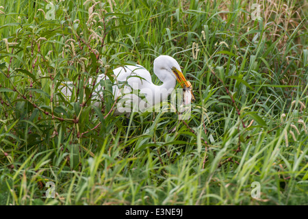 Un grande airone bianco mangia una rana a Myakka River State Park, Sarasota, South West Florida, Stati Uniti d'America. Foto Stock