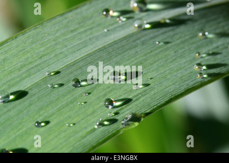 Wassertropfen auf Blatt Foto Stock