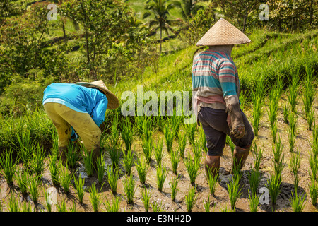 Gli agricoltori femmina a piedi attraverso lussureggianti terrazze di riso di Bali Tegallalang, Indonesia Foto Stock