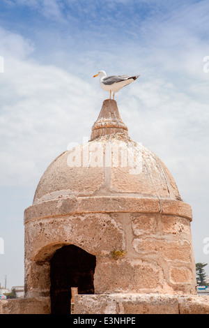 Un gabbiano poggia sulla sommità di una torretta a Sqala du Port a Essaouira, Marocco, Africa del Nord. Foto Stock