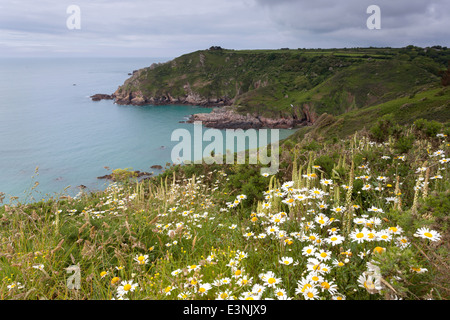 Scogliere coperte di oxeye pedane. Petit Bot Bay Guernsey Foto Stock