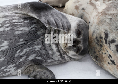 Guarnizione di Weddell pup che giace accanto a una femmina sul ghiaccio in Antartide Foto Stock