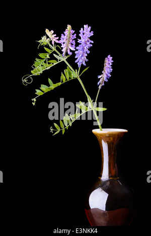 Erba medica in un vaso isolato su sfondo nero Foto Stock