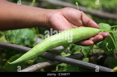 Gourd di Serpente nel giardino vegetale Foto Stock