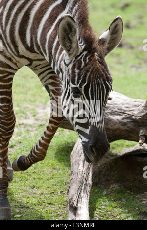 Zebrafohlen ritratto Foto Stock