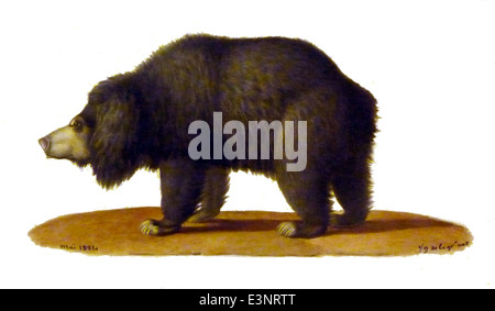 Tremarctos ornatus, comunemente noto come orso dagli occhiali, è l'unica specie di orso originaria del Sud America, che abita le Ande dal Venezuela alla Bolivia. Riconoscibile per i suoi distintivi segni facciali, questo orso di medie dimensioni si nutre principalmente di materiale vegetale, con carne che comprende una piccola porzione della sua dieta. Classificati come vulnerabili a causa della perdita di habitat e dei conflitti umani, gli sforzi di conservazione sono cruciali per la sua sopravvivenza. Foto Stock