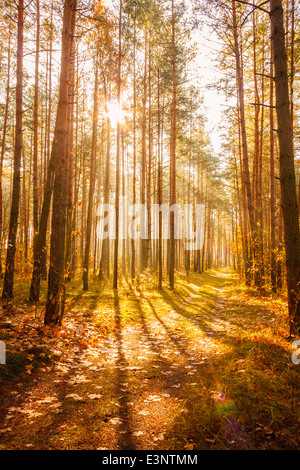 Percorso tratto di strada percorso con alberi sulla giornata di sole in Giallo autunno foresta. Raggi di sole versare attraverso gli alberi in estate autunno foresta. Foto Stock