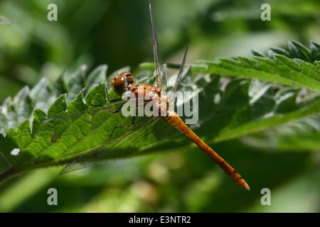 Ruddy darter libellula Foto Stock