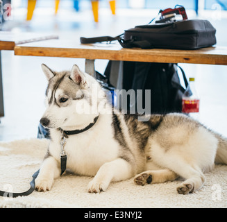 Adulto grigio Siberian Husky cane (Sibirsky husky) dormire nel suo letto Foto Stock