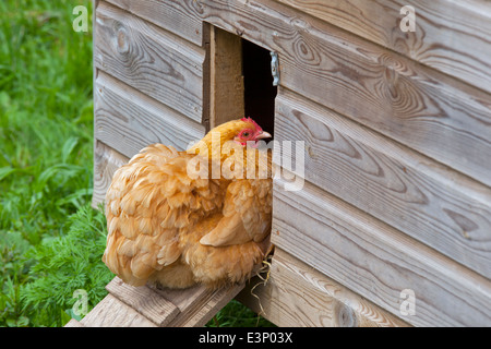 Buff Orpington hen su smallholding Foto Stock