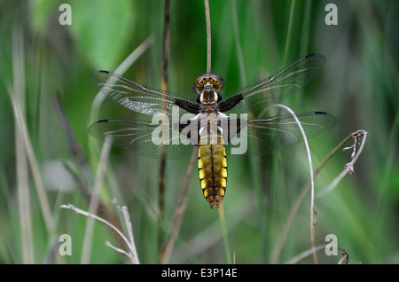 Ampio femmina corposo chaser dragonfly a riposo Foto Stock