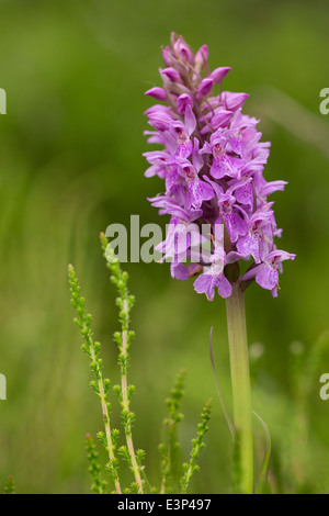 Sud della palude (orchidea Dactylorhiza Praetermissa) Foto Stock