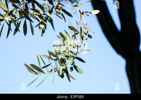 Le olive crescono su un albero di olivo Foto Stock