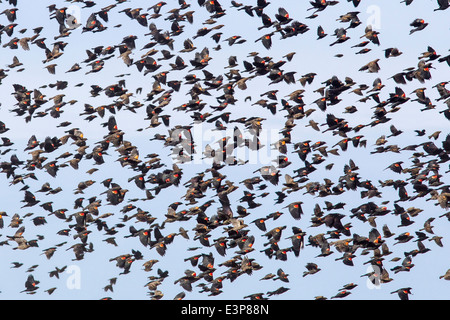 Red winged merli in grande gregge a Arrowwood National Wildlife Reserve vicino a Jamestown, il Dakota del Nord, STATI UNITI D'AMERICA Foto Stock