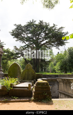 Cerchio del Libano - Highgate (Ovest) Cimitero - Camden - Londra Foto Stock