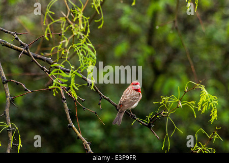 Casa maschio finch a Pedernales Falls State Park vicino a Johnson City, Texas, Stati Uniti d'America Foto Stock