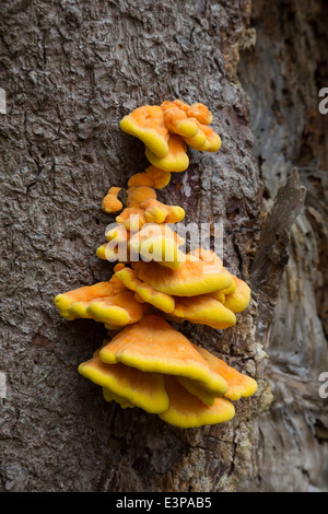 Stati Uniti d'America, Washington. Pollo di boschi, una deliziosa, commestibili, arancio brillante fungo se raccolte quando i giovani, prima che questo venga woody Foto Stock