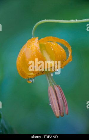 Stati Uniti d'America, nello Stato di Washington. Raindrop-coperto Columbia Lily (Lilium columbianum) fiore nel parco nazionale di Olympic Foto Stock