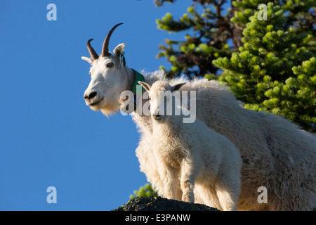 Stati Uniti d'America, nello Stato di Washington. Tagged femmina di capra di montagna (Oreamnos americanus) con kid a Hurricane Ridge, il Parco Nazionale di Olympic. Foto Stock