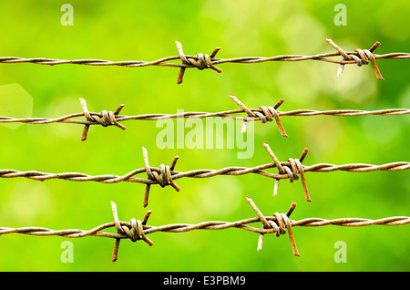 I trefoli del filo dentellato isolato su sfondo natura Foto Stock