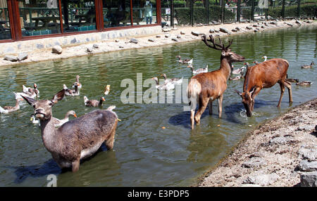 Bursa. Il 26 giugno, 2014. Tre caprioli riposare in acqua con le anatre di sfuggire a caldo in uno zoo a Bursa in Turchia, il 26 giugno 2014. Bursa sta vivendo la stagione calda, la temperatura massima è di oltre 35 gradi Celsius e con un sacco di animali che soggiornano in acqua per raffreddare stessi. Credito: Cihan/Xinhua/Alamy Live News Foto Stock