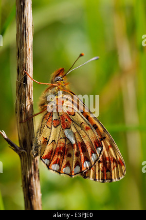 Pearl-delimitata Fritillary Butterfly - Boloria euphrosyne lato inferiore Foto Stock