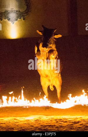 Dwarf zebù Bos taurus indicus jumping fire Germania Foto Stock