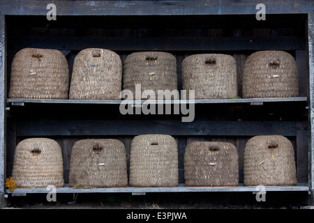 Tradional alveari (skeps) realizzato dalla paglia in un apiario. Lueneburg Heath, Bassa Sassonia, Germania Foto Stock