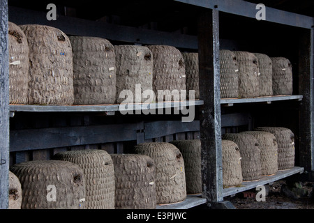 Tradional alveari (skeps) realizzato dalla paglia in un apiario. Lueneburg Heath, Bassa Sassonia, Germania Foto Stock