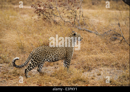 Leopard (Panthera pardus), Sabi Sand Game Reserve, Sud Africa Foto Stock