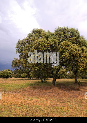 Immagine verticale di Holm Oak tree, Quercus ilex, in una dehesa (pascolo). Extremadura.Spagna. Foto Stock