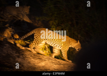 Leopard in esecuzione in un faretto di notte (Panthera pardus), Sabi Sand Game Reserve, Sud Africa Foto Stock