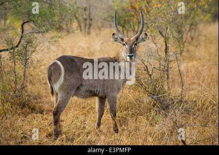 Maschio waterbuck comune (Kobus ellipsiprymnus ellipsiprymnus), Sabi Sand Game Reserve, Sud Africa Foto Stock