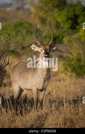 Maschio waterbuck comune (Kobus ellipsiprymnus ellipsiprymnus), Sabi Sand Game Reserve, Sud Africa Foto Stock