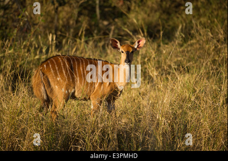 Nyala femmina (Tragelaphus angasi), Sabi Sand Game Reserve, Sud Africa Foto Stock