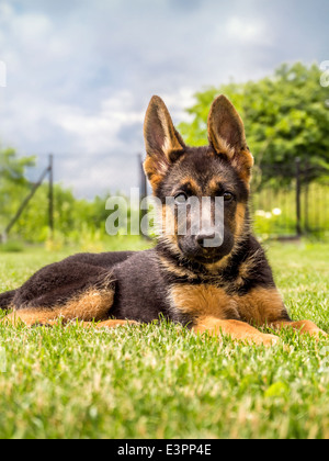 Pastore Tedesco cucciolo sdraiato in erba Foto Stock