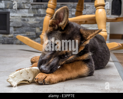 Pastore Tedesco cucciolo di giocare con i giocattoli per animali da compagnia sul pavimento Foto Stock