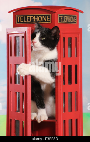 Il gatto domestico bianco nero gattino 5-6 mese vecchio guardando fuori dal classico rosso del Regno Unito telefono box Foto Stock