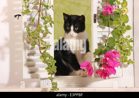 Il gatto domestico bianco nero gattino 6 mese fa guardando attraverso l'otturatore bianco di Spagna Foto Stock