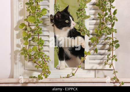 Il gatto domestico bianco nero gattino 6 mese fa guardando attraverso l'otturatore bianco di Spagna Foto Stock