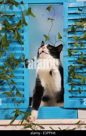 Il gatto domestico bianco nero gattino 6 mese finestra Vecchie persiane blu Spagna Foto Stock