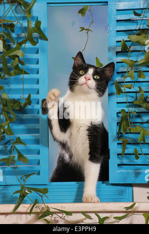 Il gatto domestico bianco nero gattino 6 mese finestra Vecchie persiane blu Spagna Foto Stock