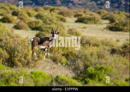 Bontebok, Damaliscus pygargus pygarus, Bushmans Kloof deserto riserva, Sud Africa Foto Stock