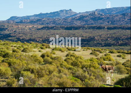 Bontebok, Damaliscus pygargus pygarus, Bushmans Kloof deserto riserva, Sud Africa Foto Stock