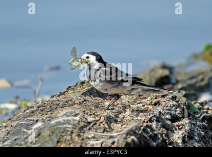 Pied Wagtail mosche di raccolta per alimentare i pulcini Foto Stock