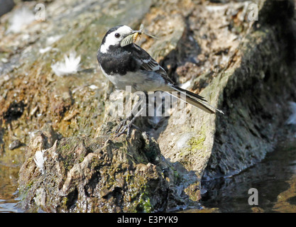 Pied Wagtail mosche di raccolta per alimentare i pulcini Foto Stock