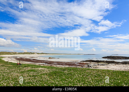 Fiori che crescono nei prati Machair sulla costa ovest. Traigh Iar beach Balranald North Uist Ebridi Esterne Western Isles della Scozia Foto Stock